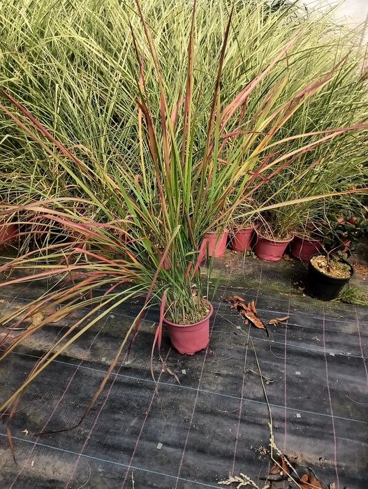 Iarbă roșie, Imperata cylindrica Red Baron