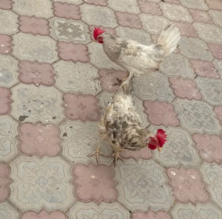 Үй тауықтар сатылады