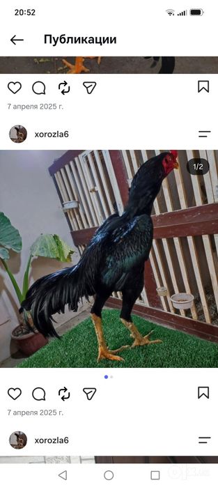 .Koreya, shamo, yapona ataka  100 % ishonchli narx 100$