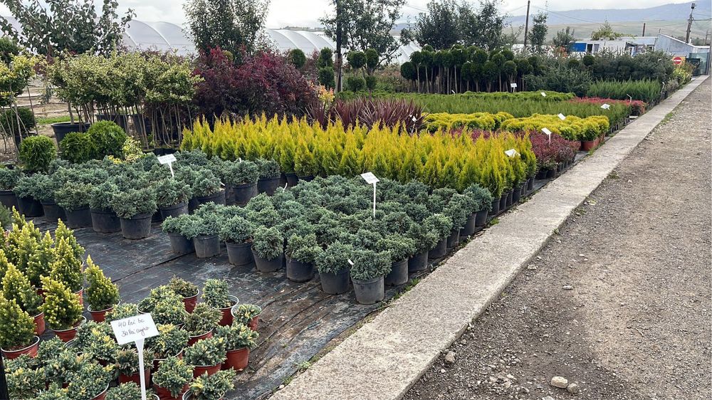 Trandafiri copac angro