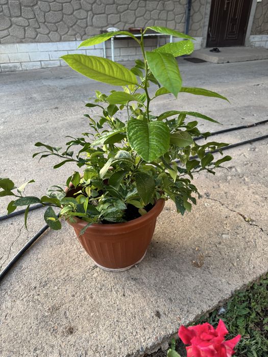 Лимонное дерево домашнее