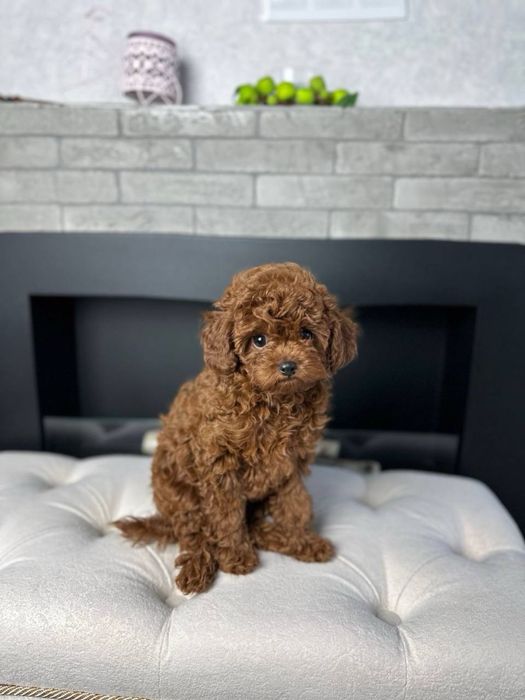 Бронь щенков мини пуделя