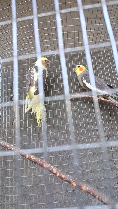 Karella to'tiqushlari sotiladi