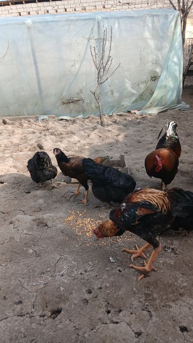 Дакан хуроз ва товук