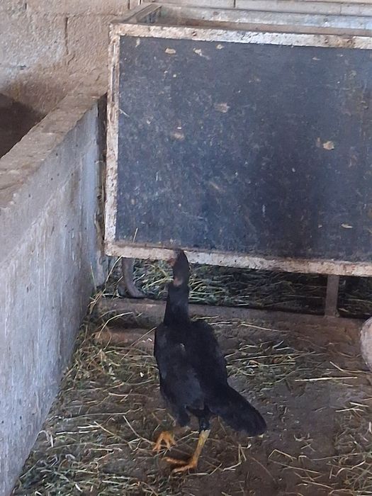 Продам 2 даканки курицы