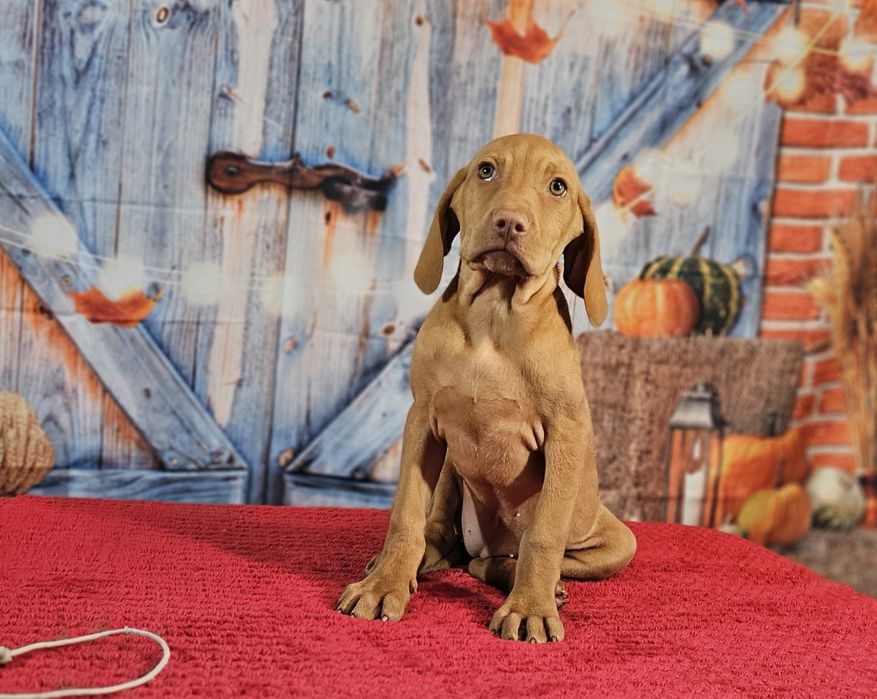 Vizsla maghiara cu pedigree