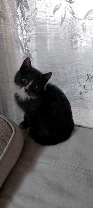 Продам эгейского котика