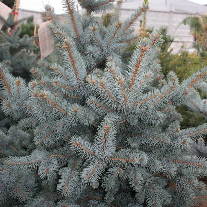 Evropa ignabargli va manzarali darahtlari