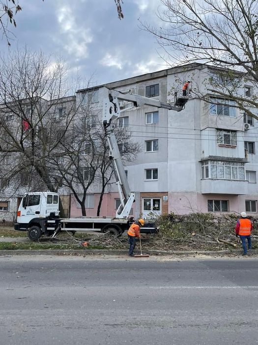 Toaletari, cosmetizari, taieri arbori