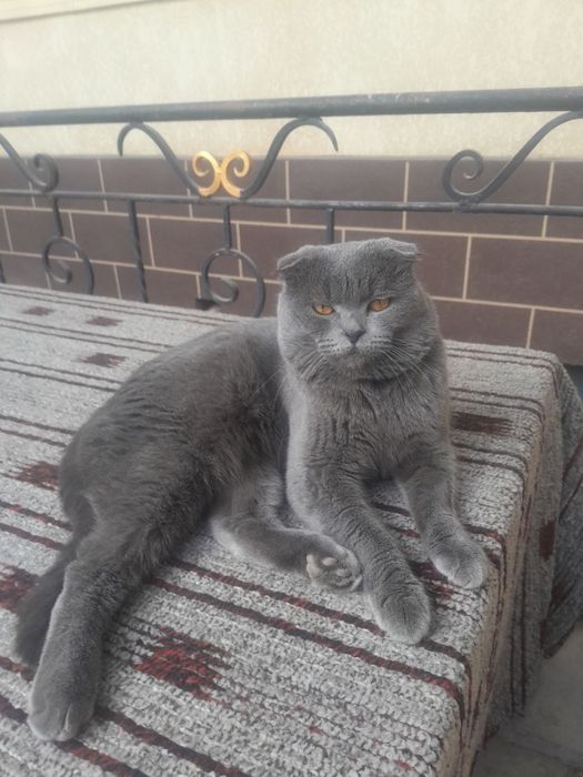 Shatdlansiy mushuk sotiladi