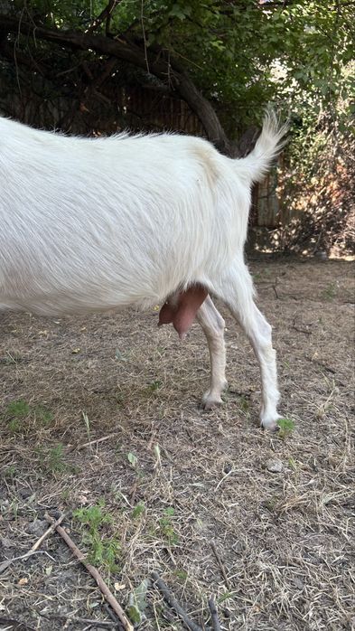 Занен ешкі  коза