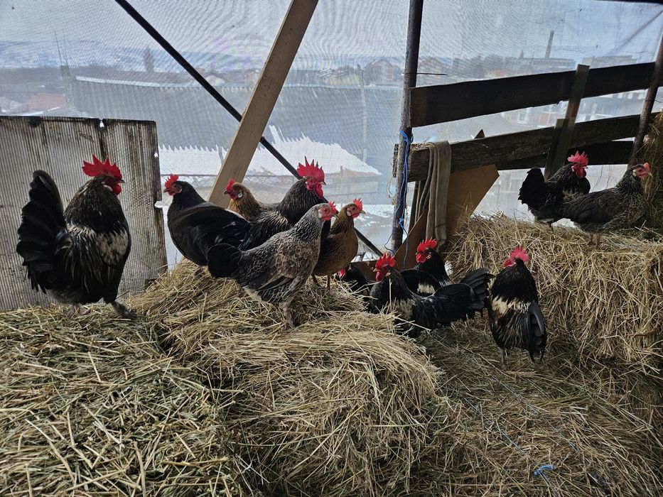 Cocosi si gaini americane