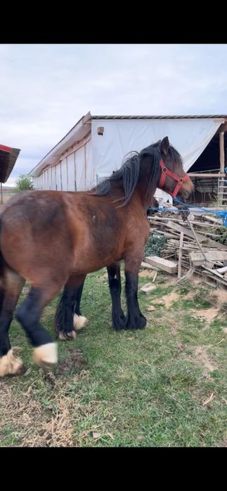 Vand manza de 3 ani gestanta