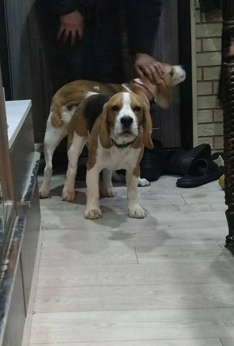 Кобель бигля на вязку