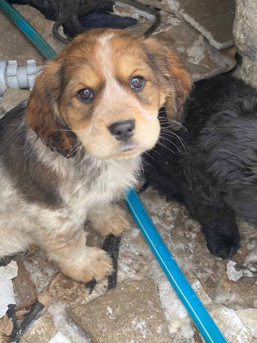 Отдам в добрые руки щенят