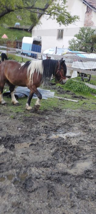 Iapă tărcată de 6ani înălțime 1,30cm