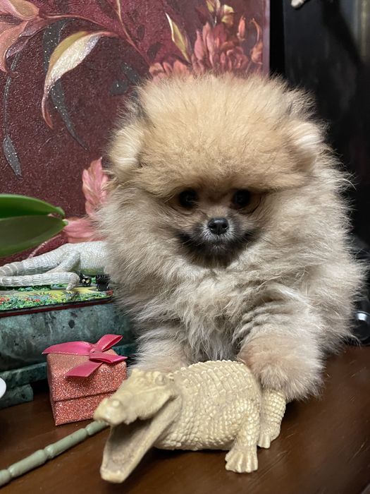 Щенки померанского шпица