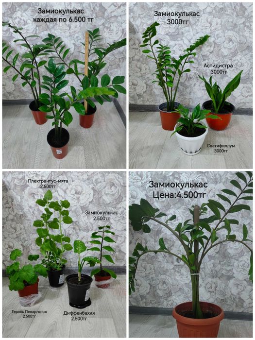 Растения и Цветы