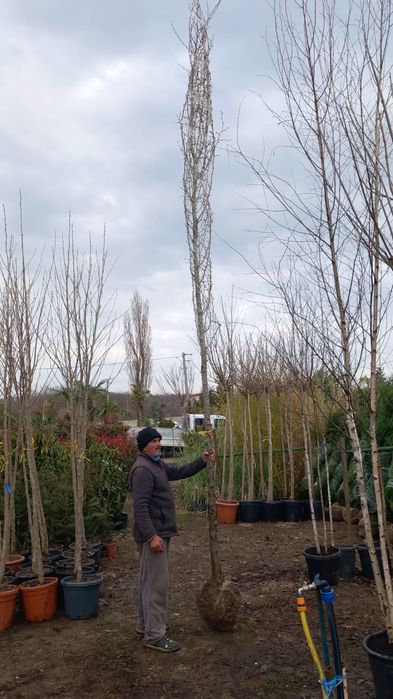 Platan  acer platanoides  catalpa  globular