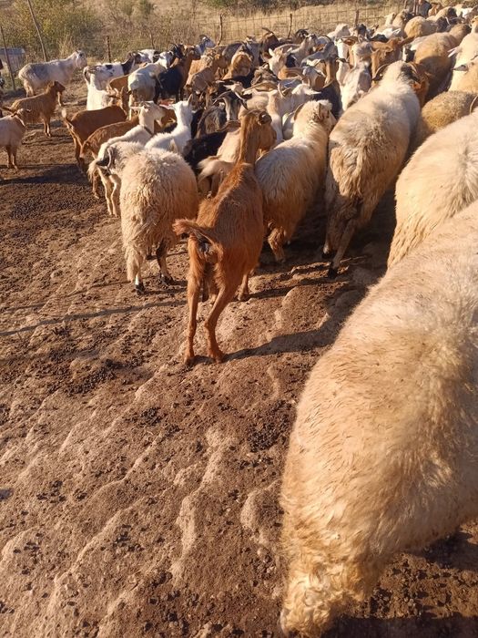 Oii,Capre, Țapi ,Berbeci