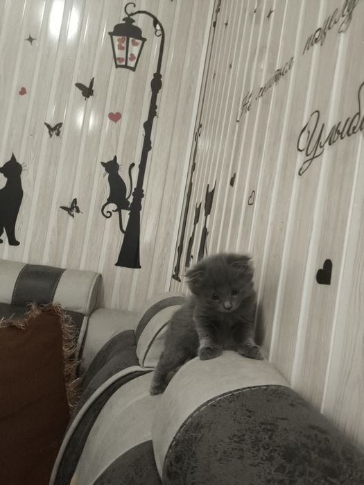 Продаётся котёнок мальчик британской породы