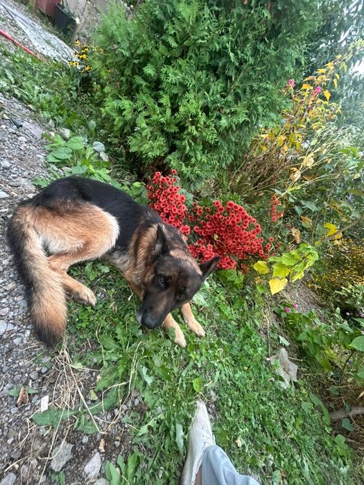 Пропала собака.Порода немецкая овчарка