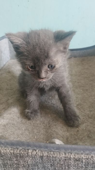 Отдам котят в хорошие руки