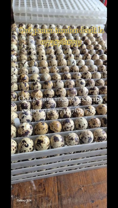 Vând prepelite și ouă de prepelite