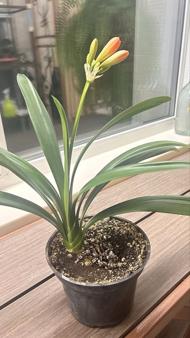 Продам комнатные цветы,эухариус,кливия,антуриум,мурайя,хойя