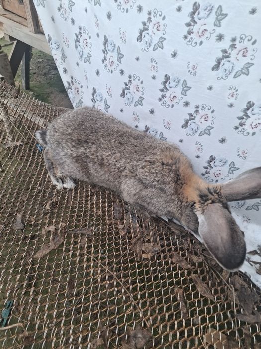 Sames erkak 7/8 oyli