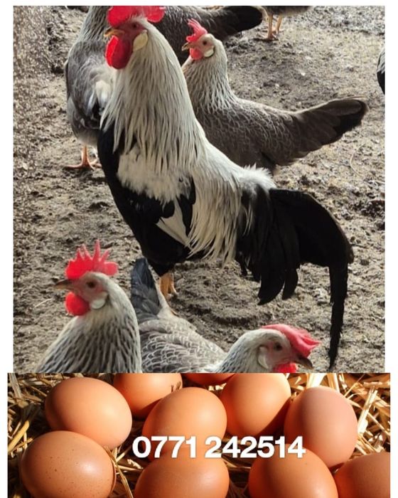 Ouă Bio de găină crescute în libertate