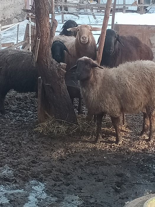 Семиз койлар сатылады бордакы