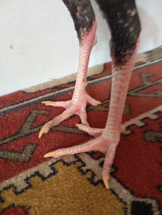 Mayski joja sotiladi vesi 4 kg