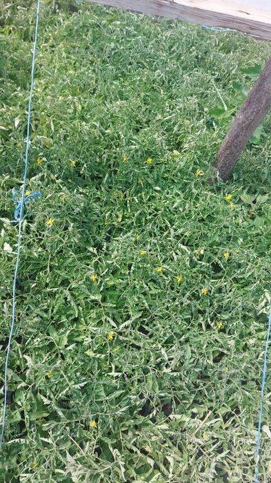 Rasaduri de vanzare ( plante)