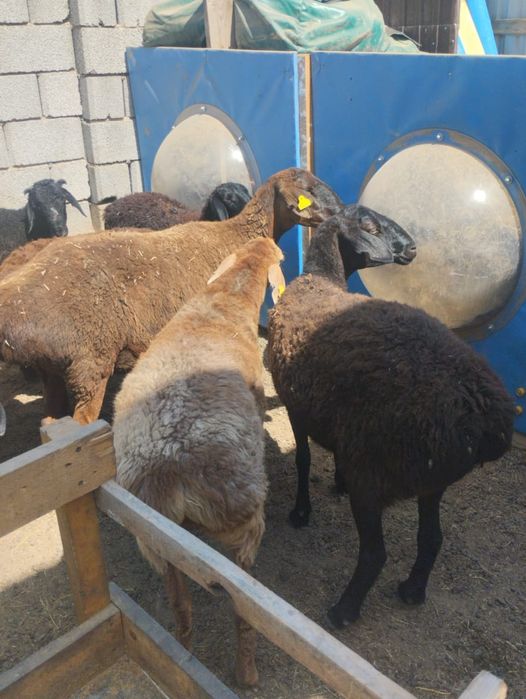 Қой сатылады, семіз тоқтылар әртүрлі бағада