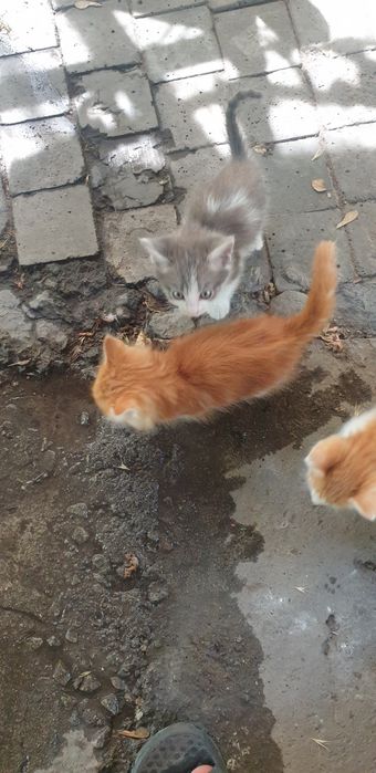 Отдам котят даром