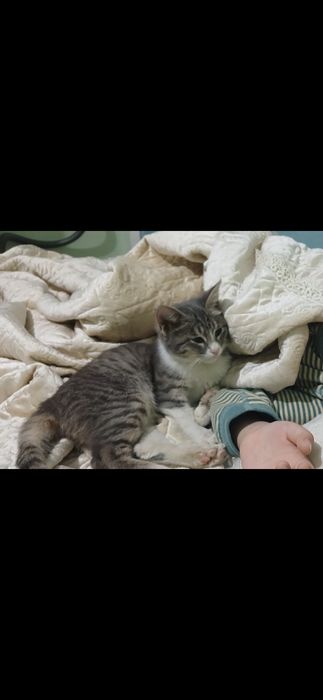 5 oylik o‘g‘il bola mushukcha