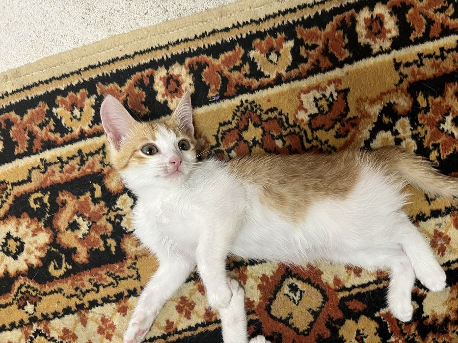 отдам котят в хорошие руки!