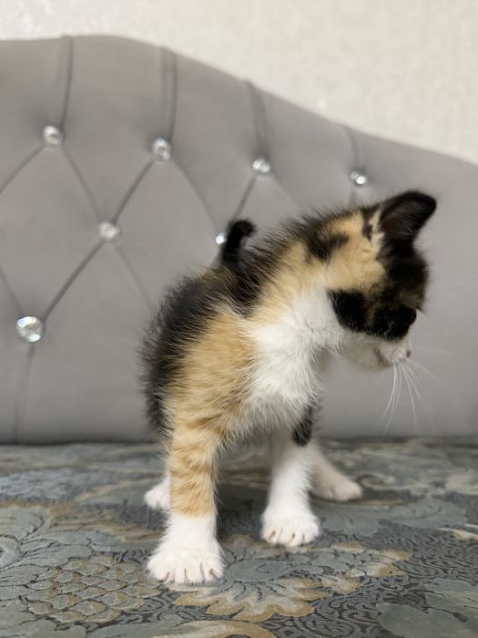 Отдам котенка в добрые руки