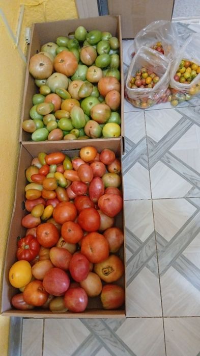 Продам Дачные помидоры