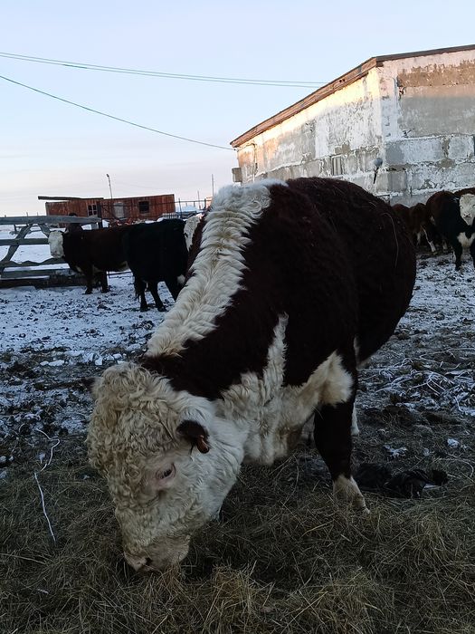 Продам Быков Белоголовых