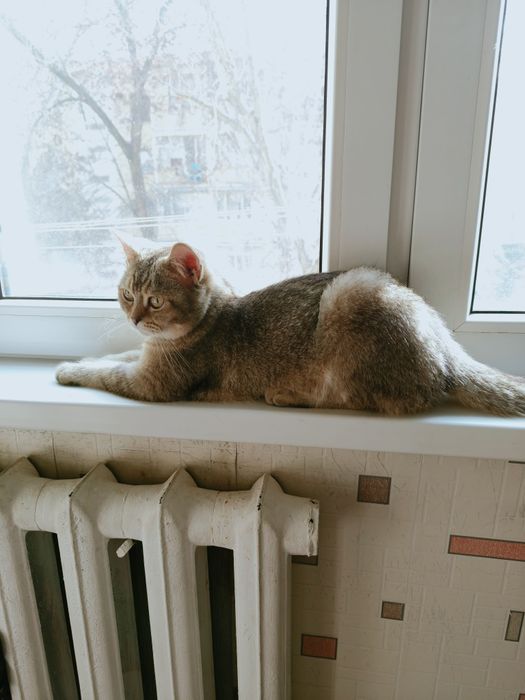 Золотистый шиншилла