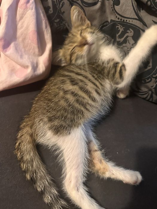 Подарявам 3 котенца