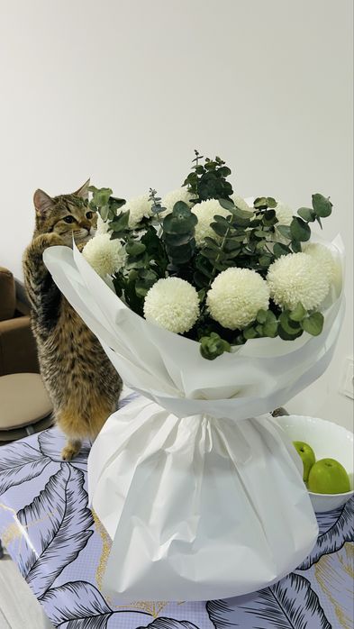 Нужен кот для вязки