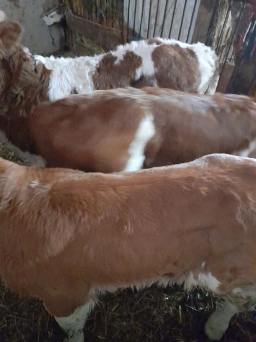 Vând taurasi baltati