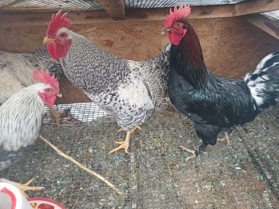 Продаются хорошие петухи