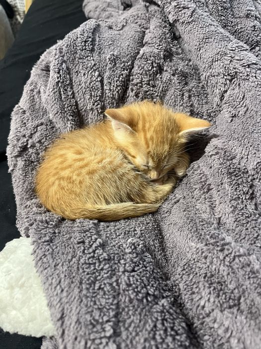 Отдам мальчик кот
