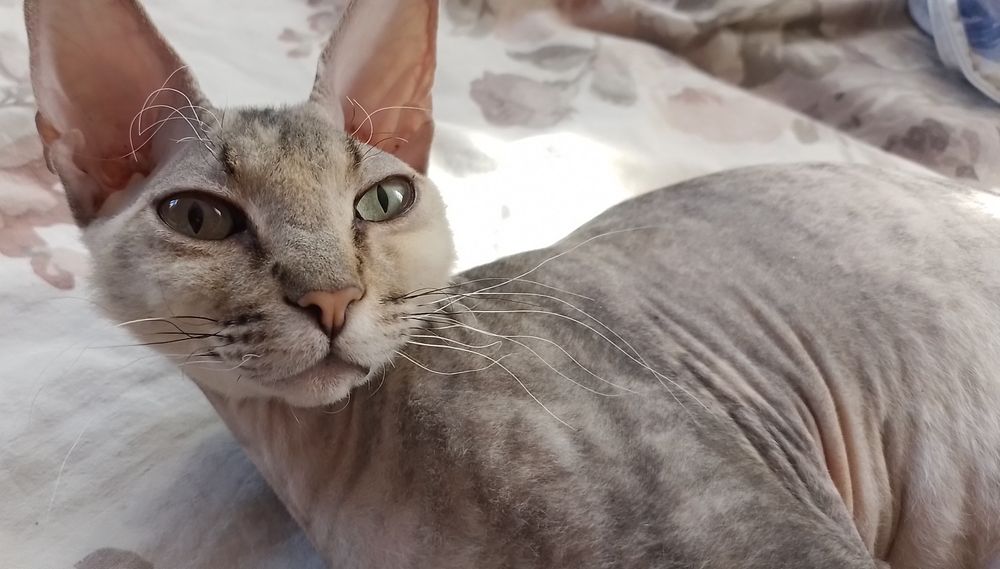 продам кошку сфинкс!!!