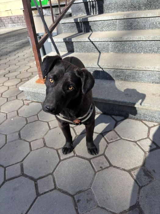 Отдам щенка в любящую семью