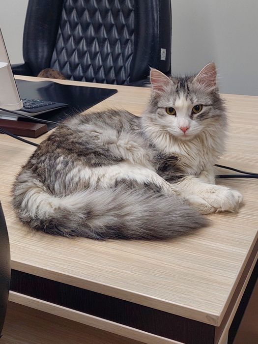 Котенок мальчик Ташкент